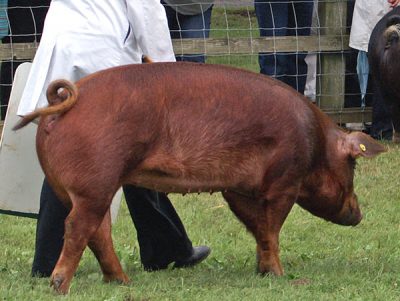 Duroc Pig