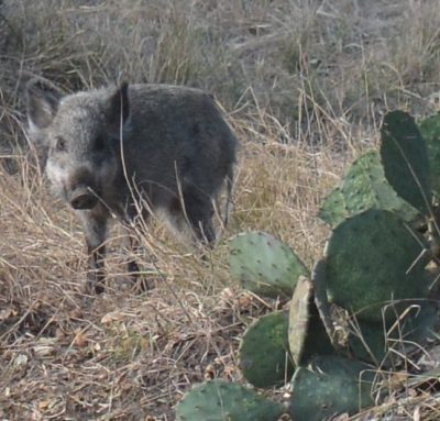 Feral Pig with Opuntia