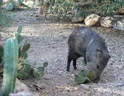 Javelina Eating Opuntia – OBLOG