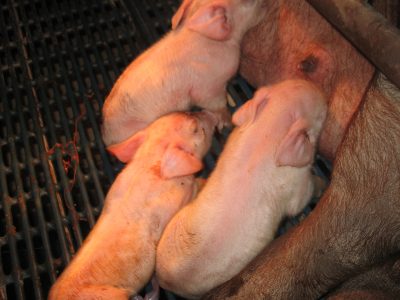 Piglets