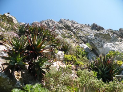 Aloe succotrina growing on cliff face