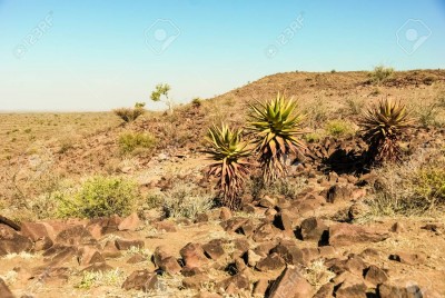 Aloe in Kalahari desert