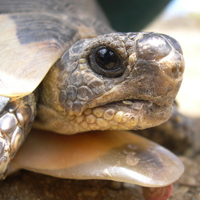 Tortoise