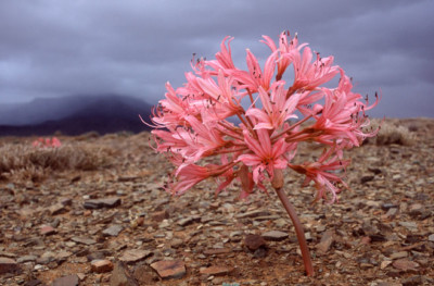 Brunsvigia bosmaniae in bloom