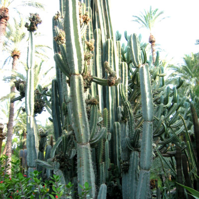Cereus peruvianus