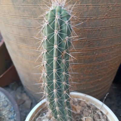 Subpilocereus horrispinus, Manuel Molina