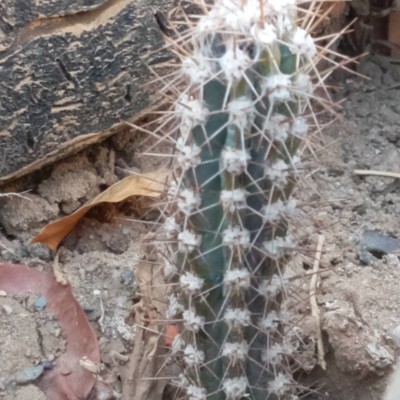 Subpilocereus horrispinus, Manuel Molina