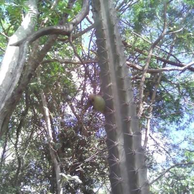 Subpilocereus horrispinus, paul steven Tomafas