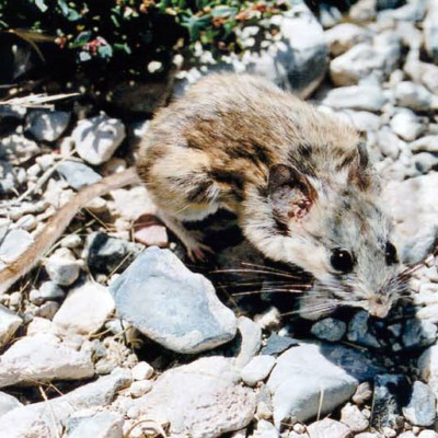 Cactus mouse