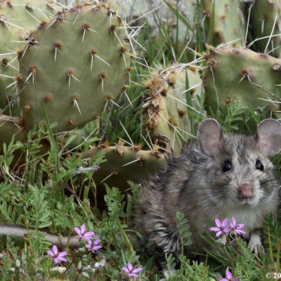 Rodent with Prickly Pear (Margaret Doolin)