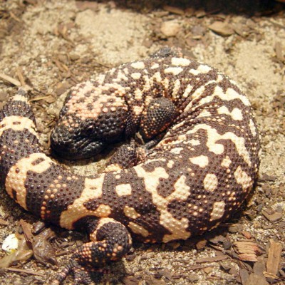 Gila Monster