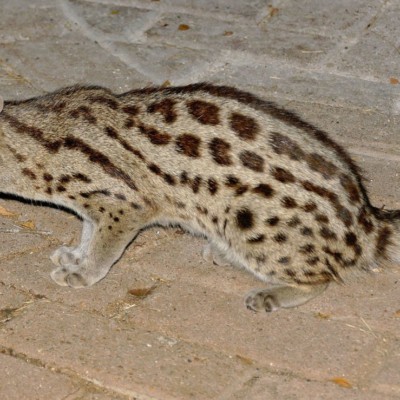 Large-spotted genet