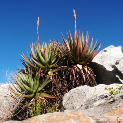 Aloe succotrina