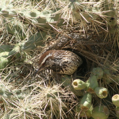 Cactus Wren in Nest in Cholla