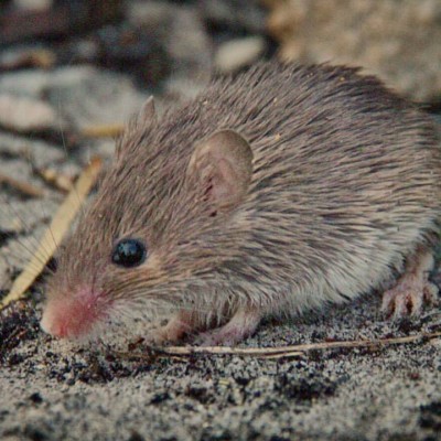 Cape spiny mouse