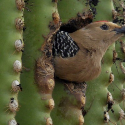 Flicker in Saguaro