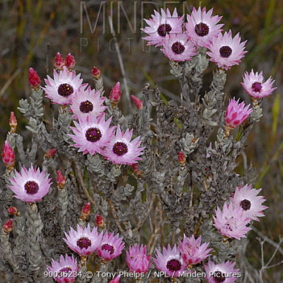 Syncarpha carascens
