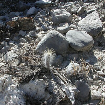 Cephalocereus columna-trajani, Kauderwelsch