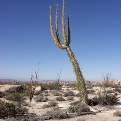 Cirio columnaris (boojum-tree), Tomas Castelazo