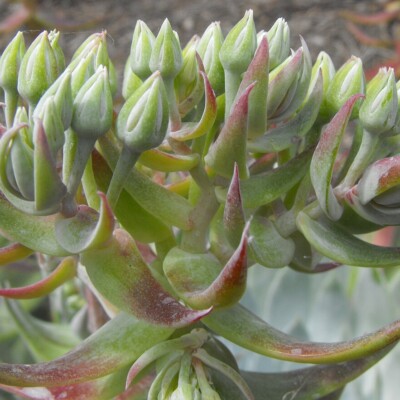Dudleya brittonii1, Stickpen