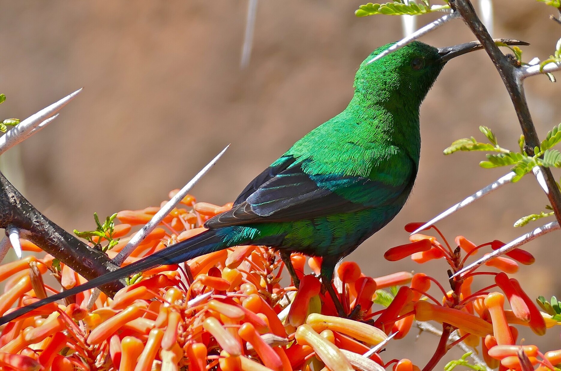 Malachite Sunbird (Nectarinia famosa), Bernard Dupont