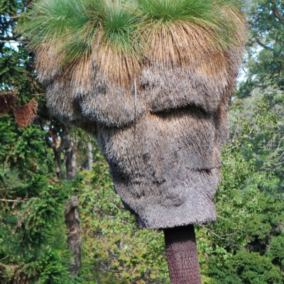 Xanthorrhoea malacophylla, Pengo