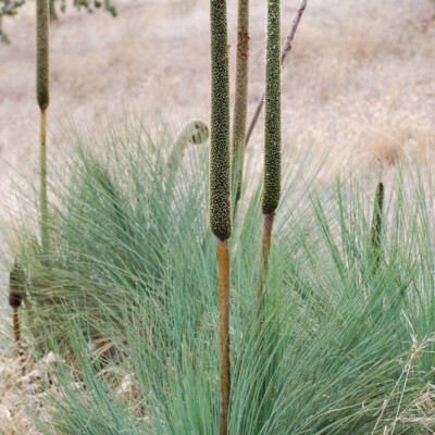 Xanthorrhoea malacophylla, Pengo