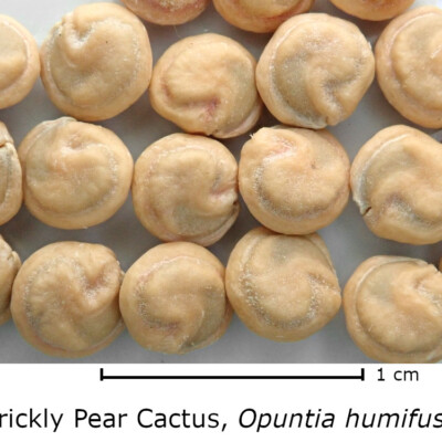 Opuntia seeds