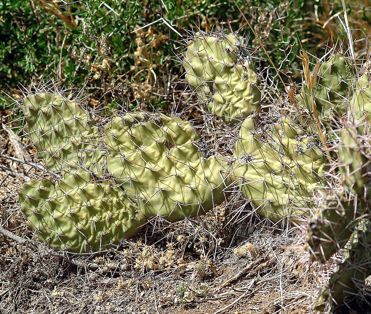 Opuntia sulphurea – OBLOG