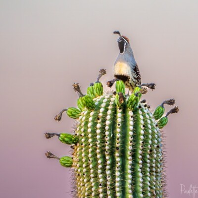 Gambel Quail, Paulette Donnellon