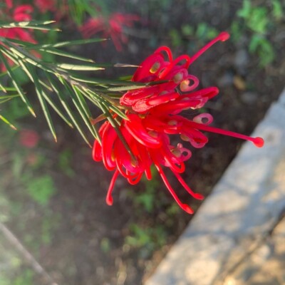 Tristerix aphyllos, vicho_ochagavia