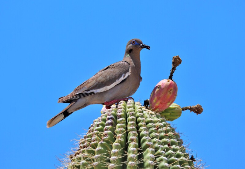 White-winged Dove-Saguaro, Renee Grayson