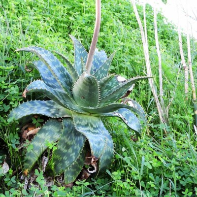Aloe maculata