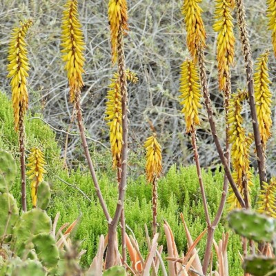 Aloe vera
