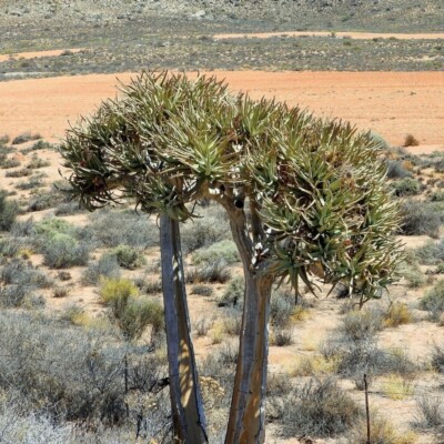 Aloiodendron dichotomum