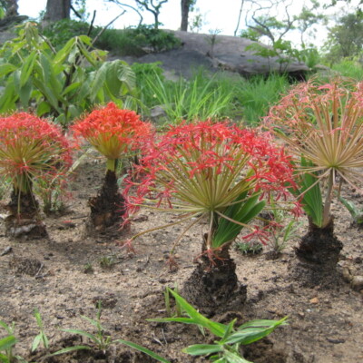 Boophone disticha plants in flower