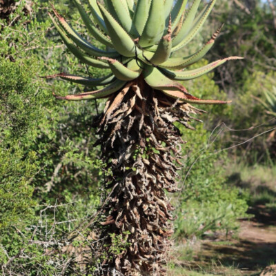 Aloe ferox