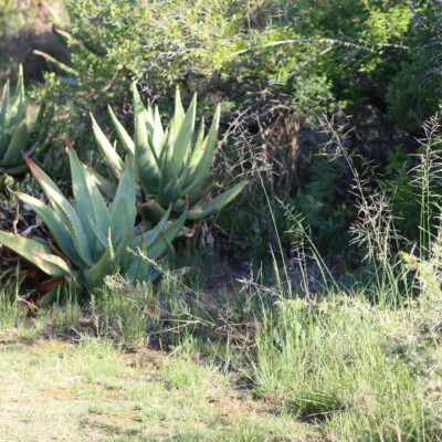 Aloe ferox