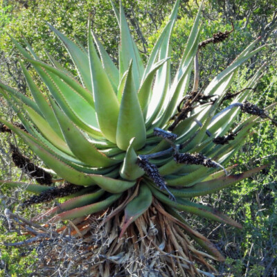 Aloe ferox