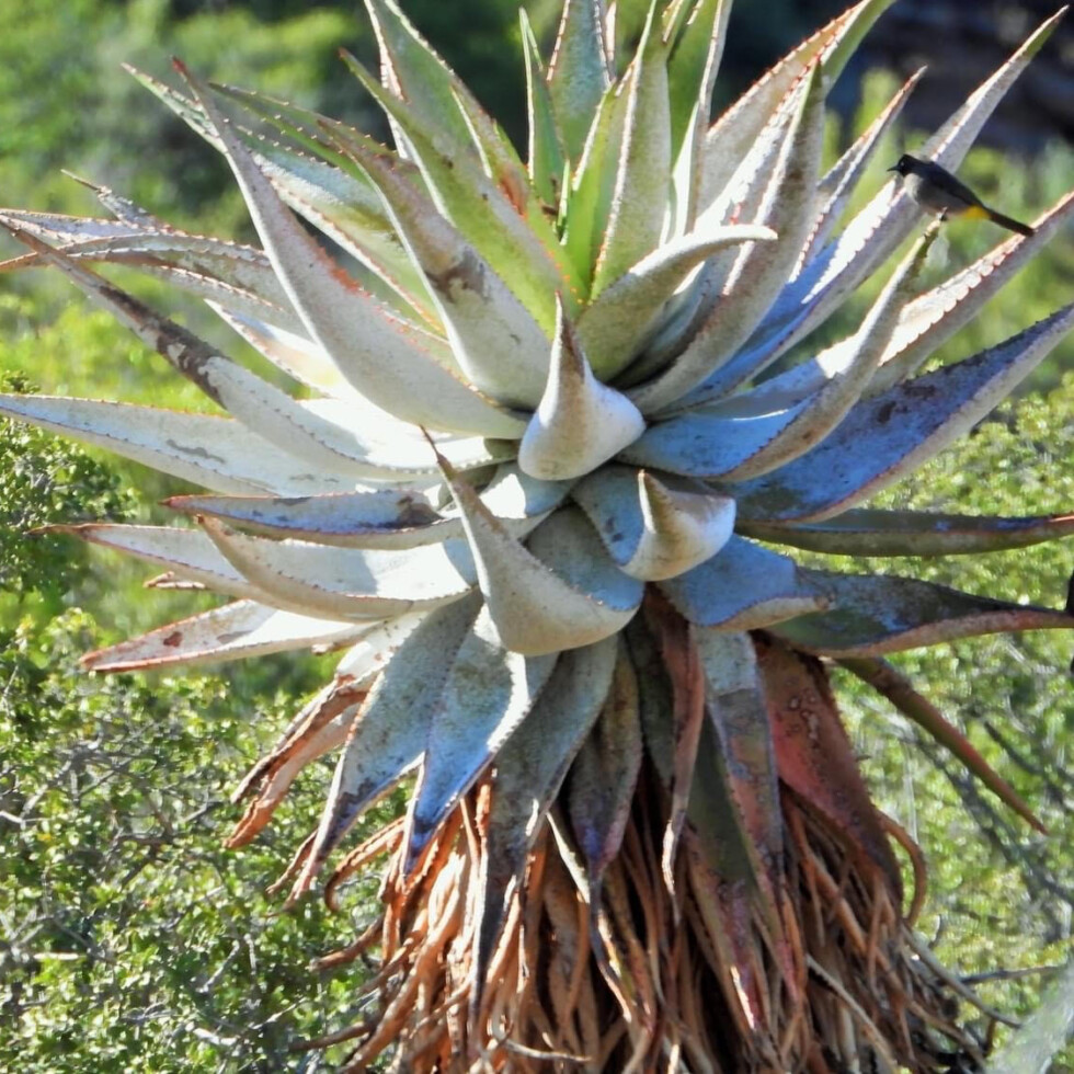 Aloe ferox