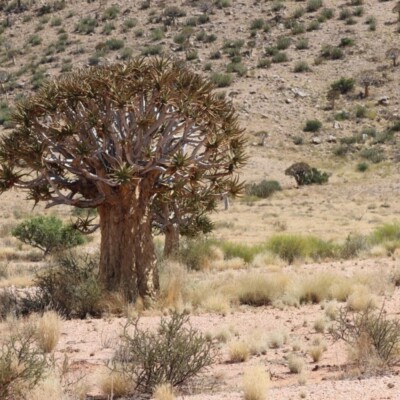 Quiver tree in desert