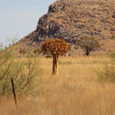 Quiver trees in grassland