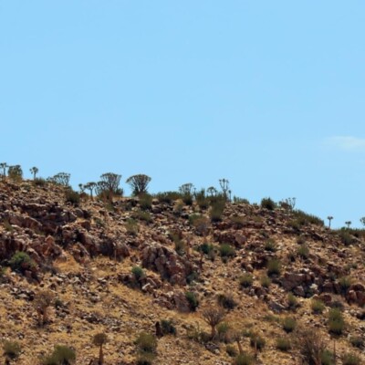 Quiver trees on hillside