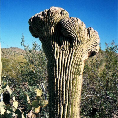 Saguaro, crested