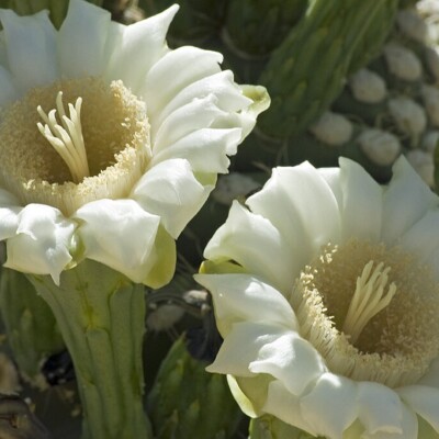 Saguaro flowers