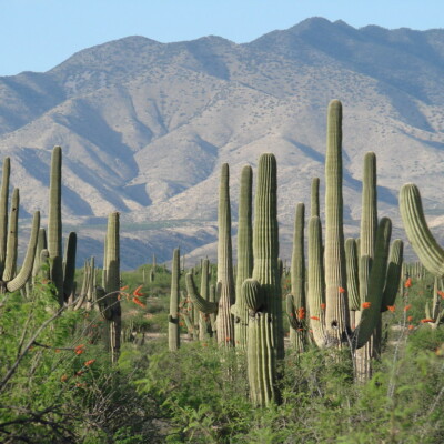 Saguaro forest