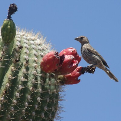 Saguaro fruits