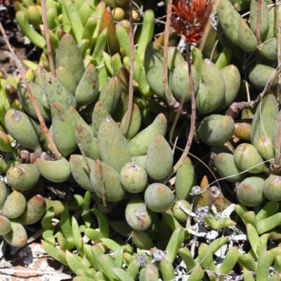 Adromischus filicaulis