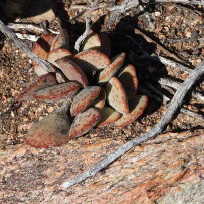 Adromischus triflorus