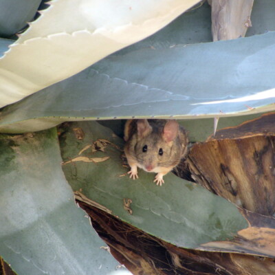 Pack Rat in Agave, Jules Jardinier
